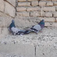 دمبی قواره درشت|پرنده|میانه, |دیوار