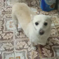 پامر2/5ساله تربیت شده جفت خورده واگذاری|سگ|زنجان, |دیوار