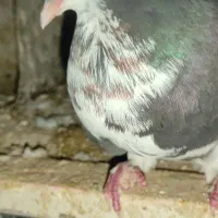 کبوتر خوشرنگ ماده