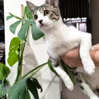 واگذاری گربه