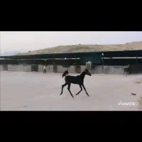 اسب|اسب و تجهیزات اسب‌سواری|نورآباد ممسنی, |دیوار