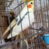 عروس هلندی سخنگو|پرنده|سنگر, |دیوار