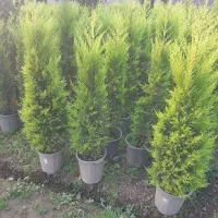 کاج لاوسون،سرو طلایی|گل و گیاه طبیعی|کومله, |دیوار