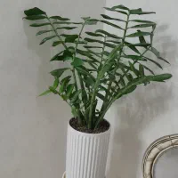 گلدان گل زامفولیا هلندی|گل و گیاه طبیعی|مشهد, شهرک رازی (شهرک غرب)|دیوار