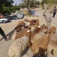 گوسفند خود با یک تماس زنده درب منزل تحویل بگیرید|حیوانات مزرعه|تهران, خانی آباد نو جنوبی|دیوار