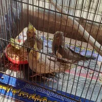 عروس هلندی|پرنده|رودسر, |دیوار