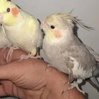 عروس هلندی لوتینو بالغ|پرنده|لاهیجان, امیرشهید|دیوار