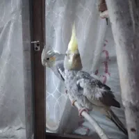 3تا عروس هلندی مولد یکی 110000