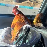 مرغو خروس فونیکس قرمز|حیوانات مزرعه|حمیدیا, |دیوار