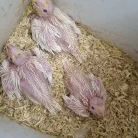 جوجه. عروس هلندی. سرلاکی.
