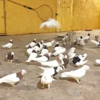 ۴۵تاطوقی|پرنده|سبزوار, قلعه‌نو دهزار|دیوار
