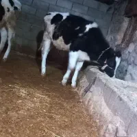 گوساله|حیوانات مزرعه|سیروان, |دیوار