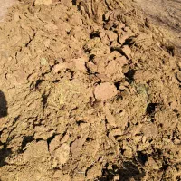 پهن تازه گوسفندی