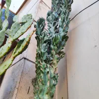 فروش دو عدد کاکتوس(صخرهای-آپونتیا)|گل و گیاه طبیعی|اقبالیه, |دیوار