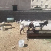 نر بز افغان اصل|حیوانات مزرعه|مهران (ایلام), |دیوار