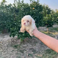 فروش توله سگ|سگ|بهشهر, |دیوار