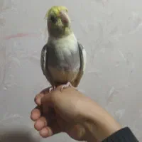 عروس هلندی و طوطی برزیلی دستی