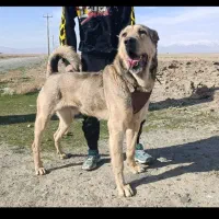 واگذاری سگ پژدر