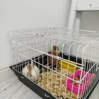 خرگوش یک ماهه