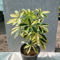 شفلرا طلایی