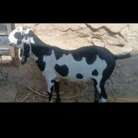 فروش بز پنجاب