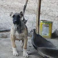 توله سرابی