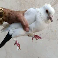 یک جفت کفتر خوشگل