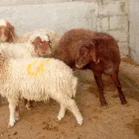 قصابی اعتماد