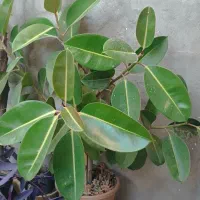 گل آپارتمانی