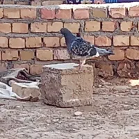 کبوتر