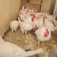 خروس جوان|حیوانات مزرعه|اصفهان, ارغوانیه|دیوار