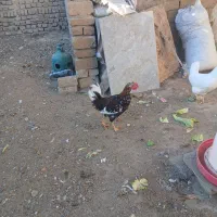 فروش جوجه گلپایگانی. ۳ تا خروس گلین.بوقلمون|حیوانات مزرعه|محمدشهر, محمدشهر|دیوار