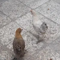 اهوازقلعه،چنعان