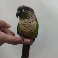 طوطی گرینچیک