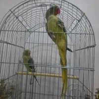 شاه طوطی