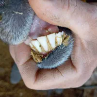 قوچ رومانف|حیوانات مزرعه|رادکان, |دیوار