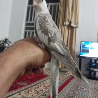 جوجه عروس هلندی