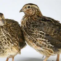 ماده تخمگذار