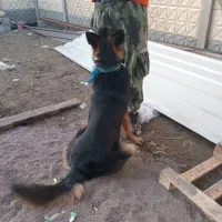 سگ گرگی ژرمن۱۳ ماهه نر جهت معاوضه|سگ|بندر انزلی, پیل علی باغ|دیوار