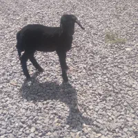 بره