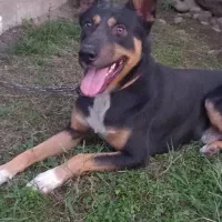 سگ ژرمن دوبرمن دوساله