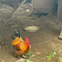فروش خروس