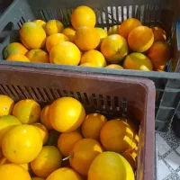 فروش پرتقال تامسون شمال|خوردنی و آشامیدنی|گتاب, |دیوار