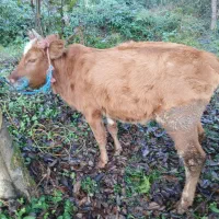 دو عدد لیشه محلی سالم|حیوانات مزرعه|احمدسرگوراب, |دیوار