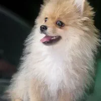 پامر خرسی 6ماهه (آموزش دیده)