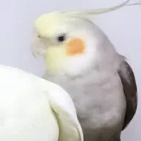 عروس هلندی گم کردم