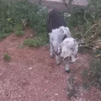 بزغاله پاکستانی|حیوانات مزرعه|سربیشه, |دیوار