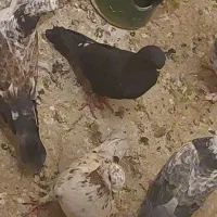 کفتر ذاغ ماده کاشان ساعت بالا