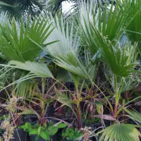 پالم واشنگتن|گل و گیاه طبیعی|کلاچای, |دیوار