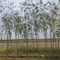 نهالستان شکوفه|حراج|میاندوآب, |دیوار